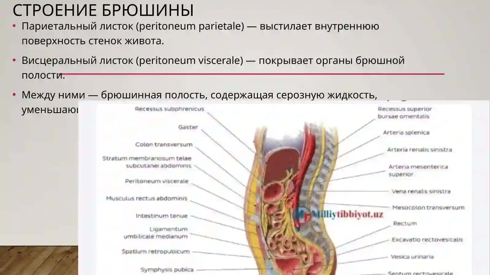Брюшина (peritoneum) 3