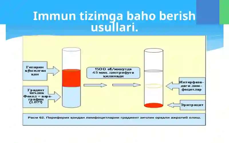 T,-V va tabiiy killer limfotsitlar sistemasi va ularning subpopulyatsiyalari. Xujayraviy va gumoral tipdagi immunreaktsiyalar. Immun patologik xolatlar 3
