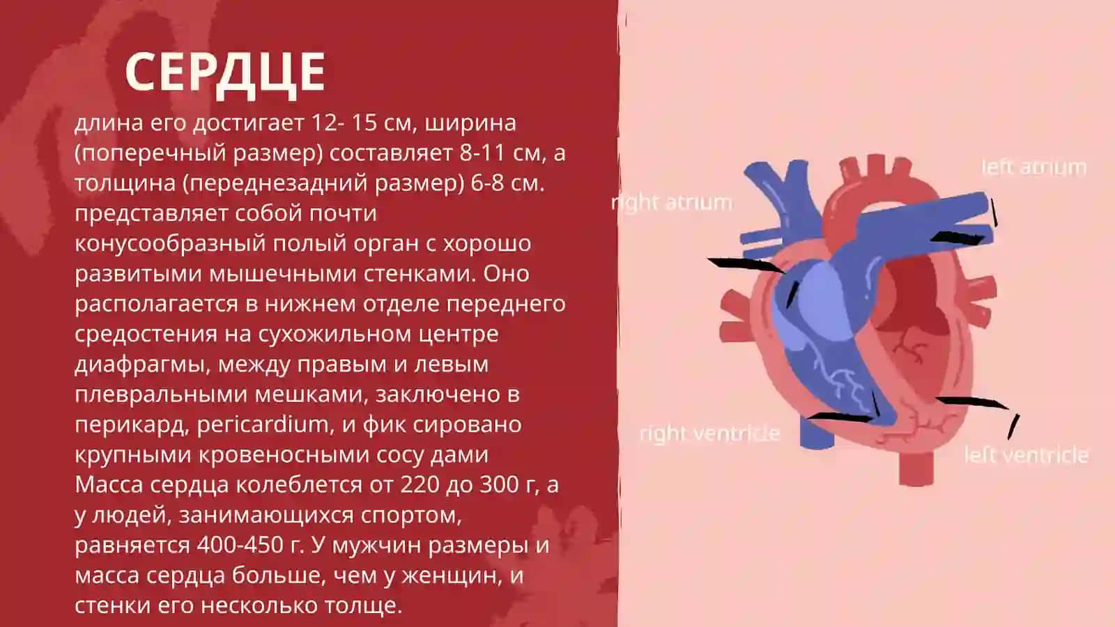 КРУГИ КРООБРАЩЕНИЯ.СЕРДЦЕ,ВОЗРАСТНЫЕ ИЗМЕНЕНИЯ У ДЕТЕЙ РАЗЛИЧНОГО ВОЗРАСТА 3