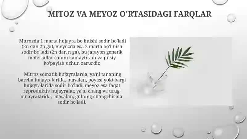 Gulli oʻsimliklar olamida amitoz, mitoz va meyozning ahamiyati 3