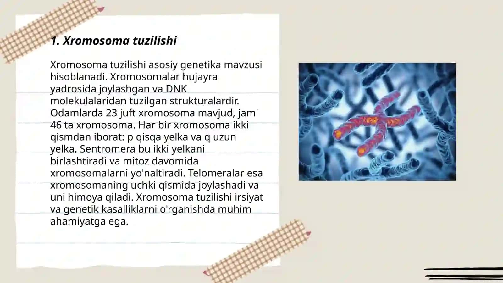 Xromosoma morfologiyasi, xromosoma tiplari 3
