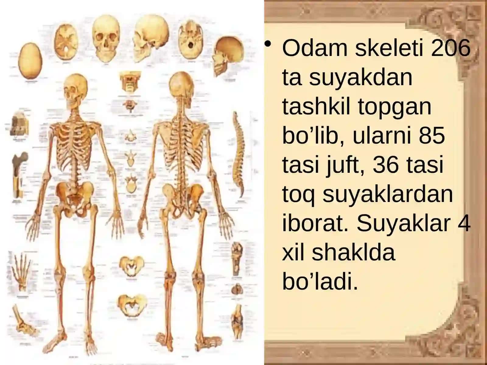 SUYAKLARTUZILISHI 3