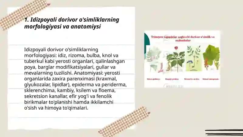 Idizpoyali dorivor o'simliklar biologiyasi va ekologiyasini o'rganish 3