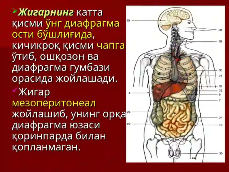 ЖИГАР, ЎТ ЙЎЛЛАРИ, ЎТ ПУФАГИ ЖАРРОҲЛИК АНАТОМИЯСИ.ЖИГАР ВА ЎТ ЙЎЛЛАРИДА БАЖАРИЛАДИГАН ОПЕРАЦИЯЛАР 3
