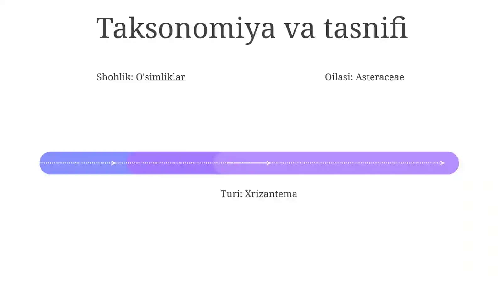 Xrizantema 3