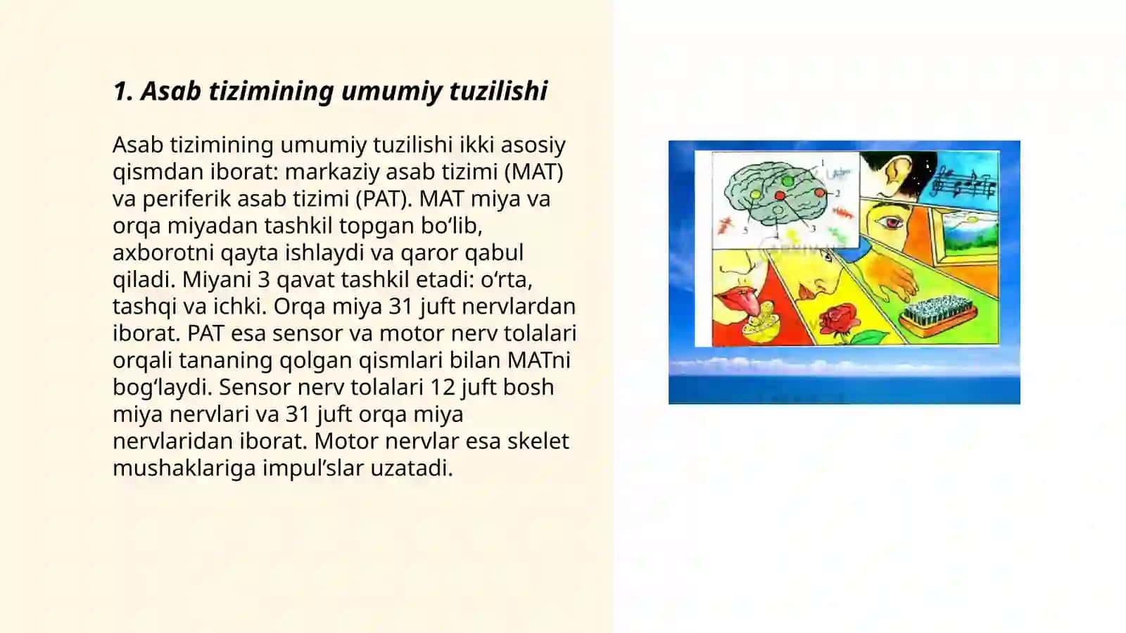 Nerv tizimining umumiy fiziologiyasi uning yoshga bog'liq xususiyatlari 3