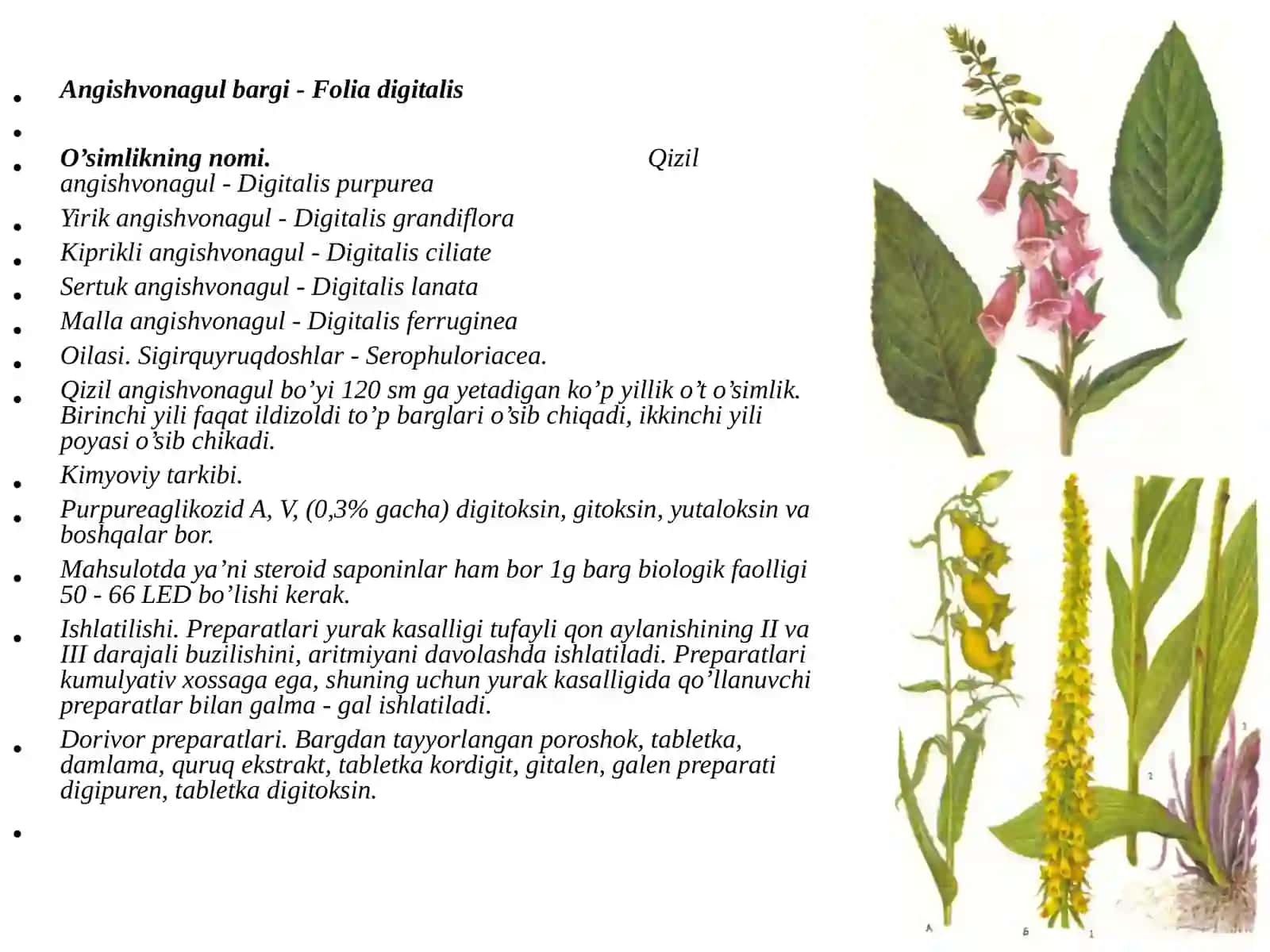 TARKIBIDA GLIKOZIDLAR VA YURAK GLIKOZIDLARI SAQLOVCHI DORIVOR O’SIMLIK VA MAHSULOTLAR 3
