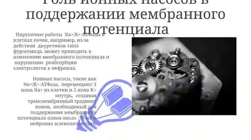 Механизм возникновения мембранного потенциала 3