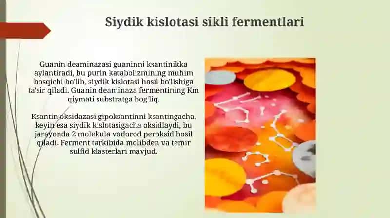 Siydik kislotasi sikli fermentlari 3
