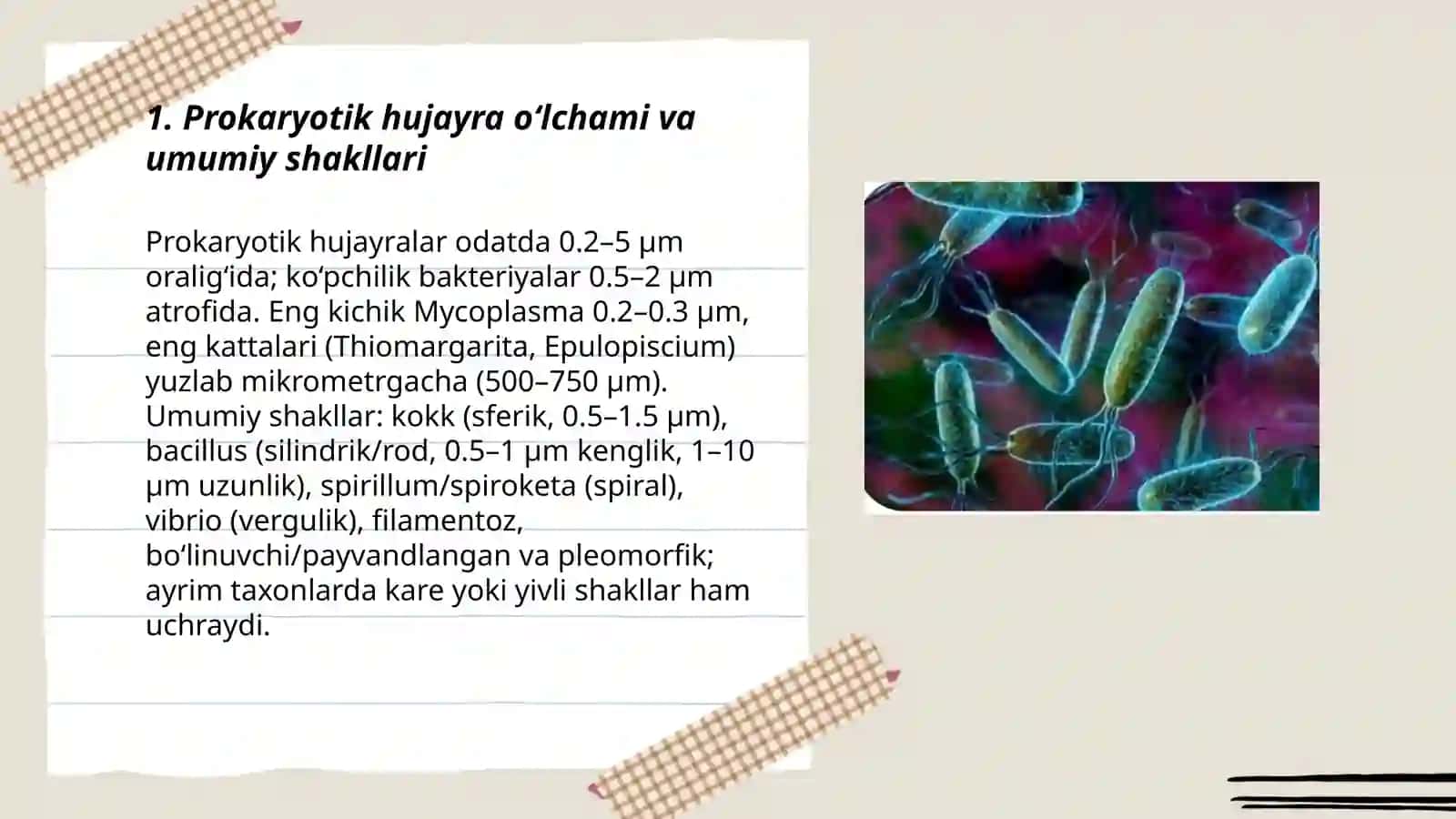 Prokaryotik mikroorganizimlarning marfologiyasi 3
