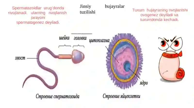 Taqdimot 3