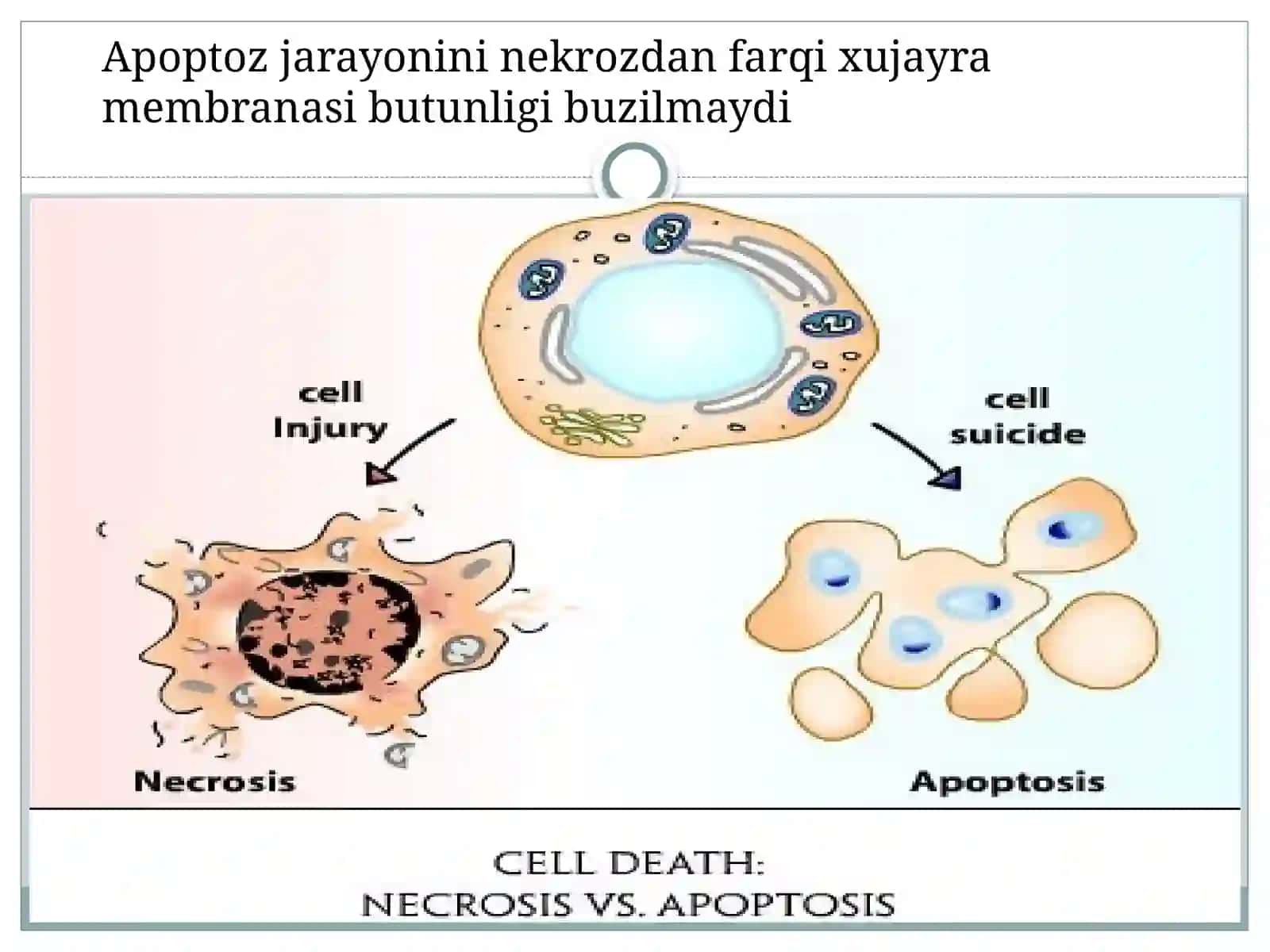 Apoptoz 3