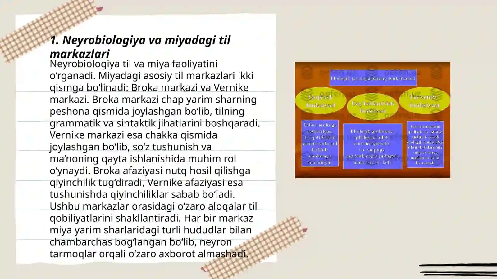 Neyrobiologiya va til: Miyaning funksiyalari 3