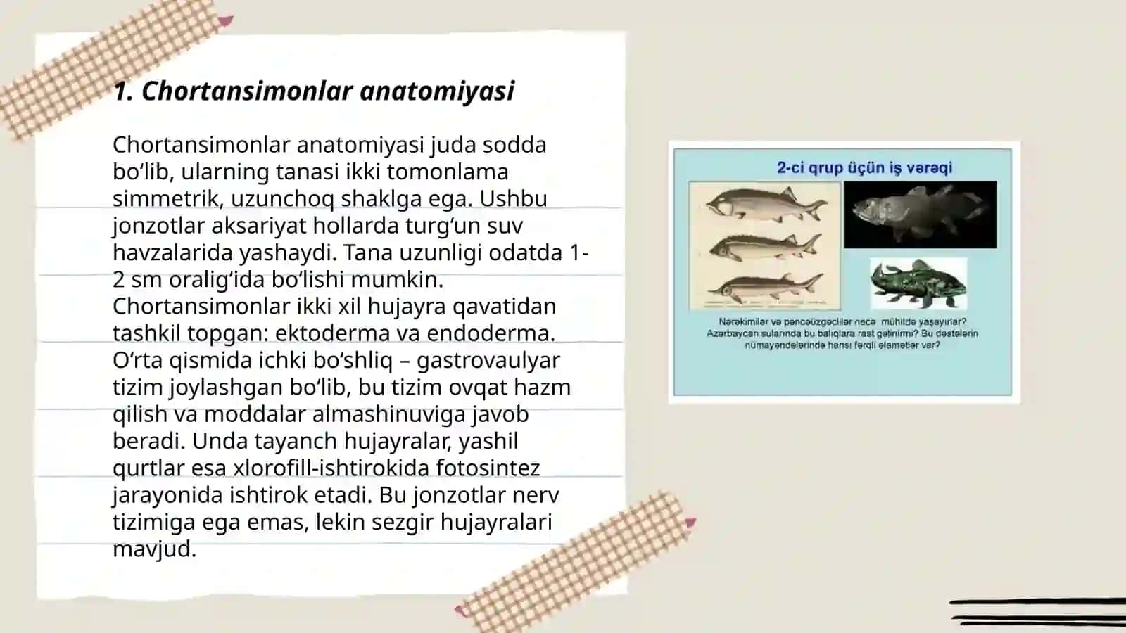 Chortansimonlar anatomiyasi 3