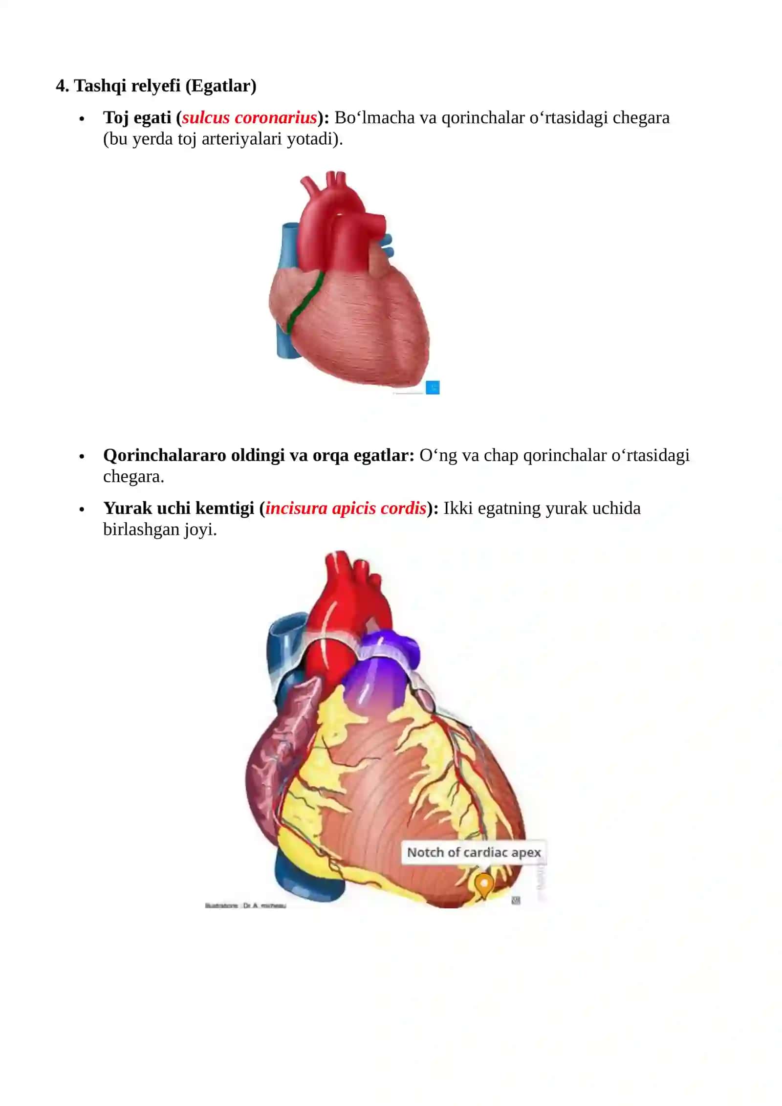 Yurakning anatomik o'rni va shakli 3