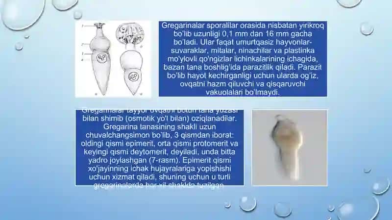 Alveolata tipi va uning tarkibiy qismi 3