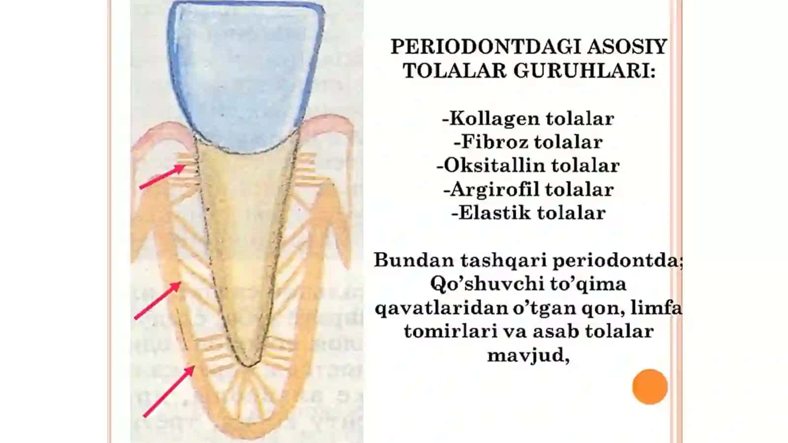 Periodont. Periodontit 3