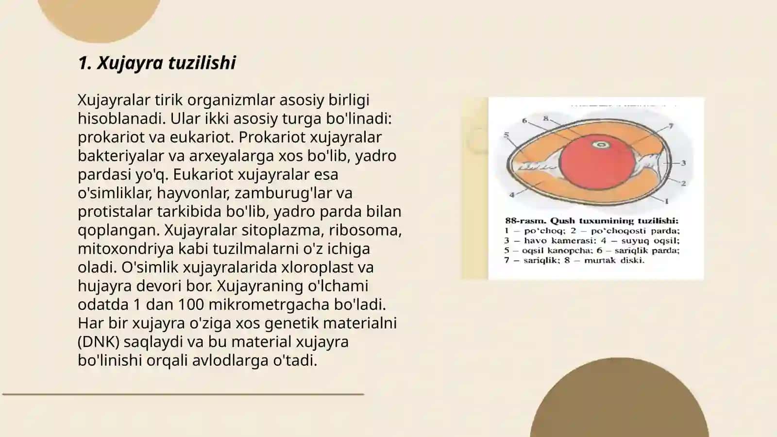 Vaqtiancha a’zolarning tuzilishi va mohiyati.Xujayralarning bo’linish turlari.Mitoz.Miyoz.Amitoz 3