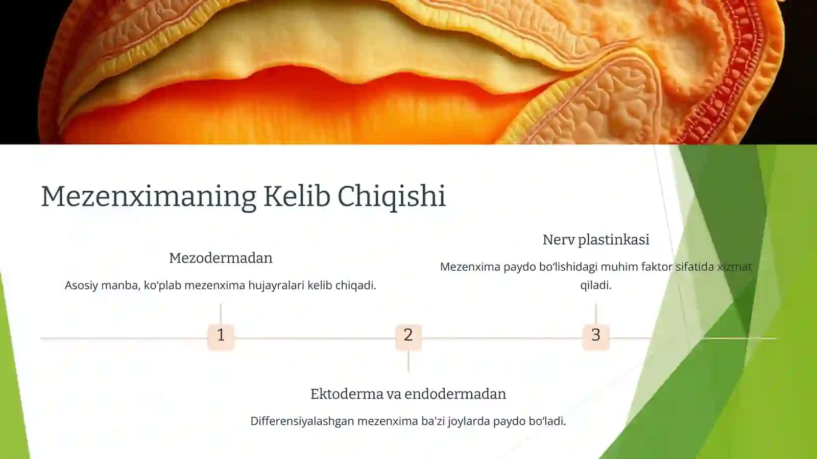 Mezenximaning tuzilishi va ahamiyati 3