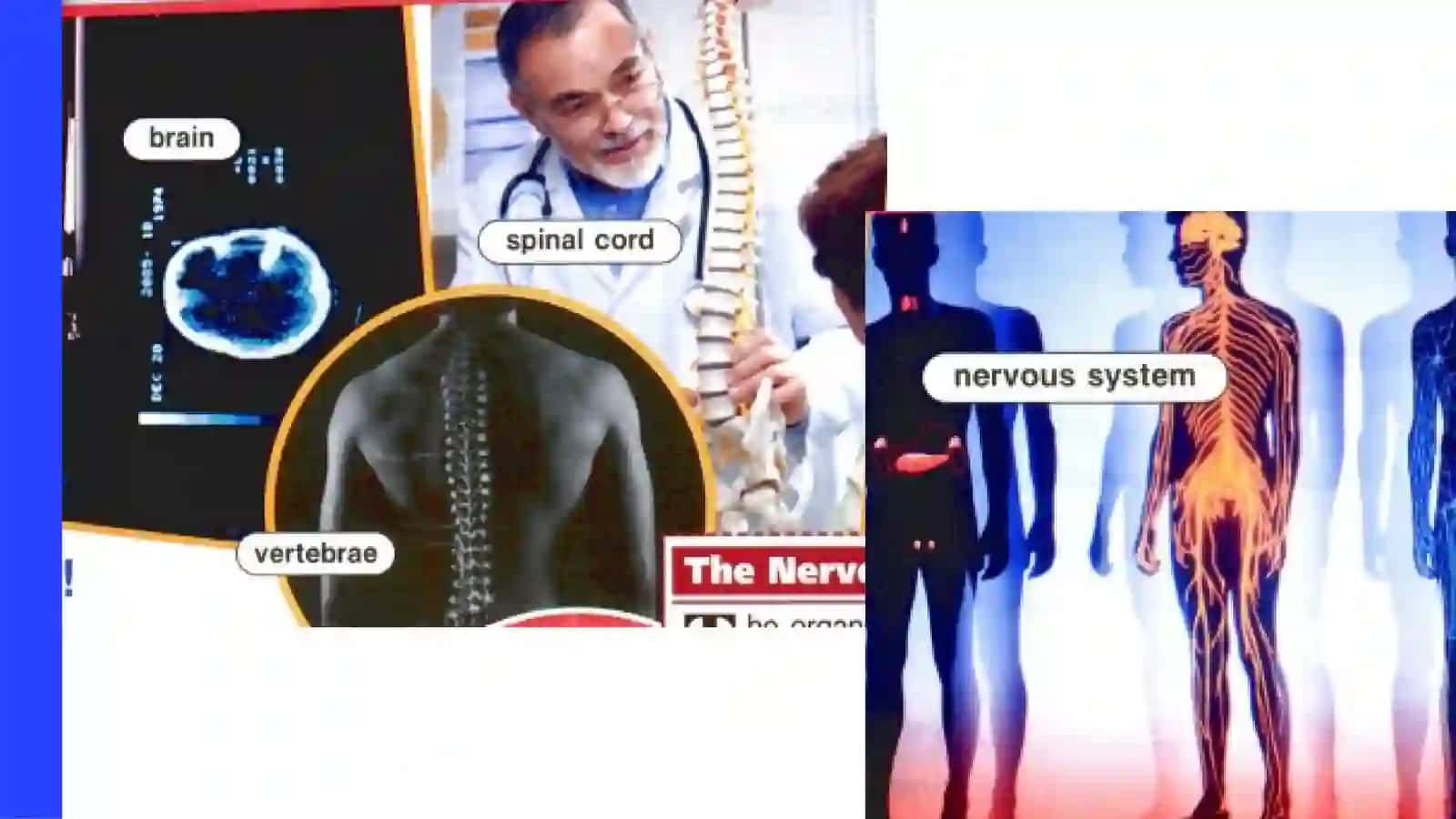 NERVOUS SYSTEM 3
