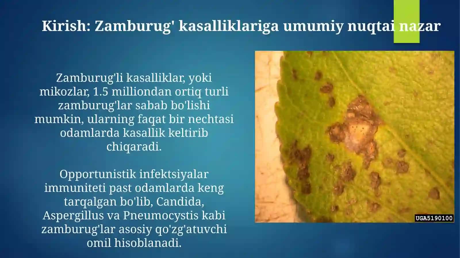 Zamburug’lar keltirib chiqaruvchi kasaliklar qo’zg’atuvchilari, patogenezi, labaratoriya tashxisi 3