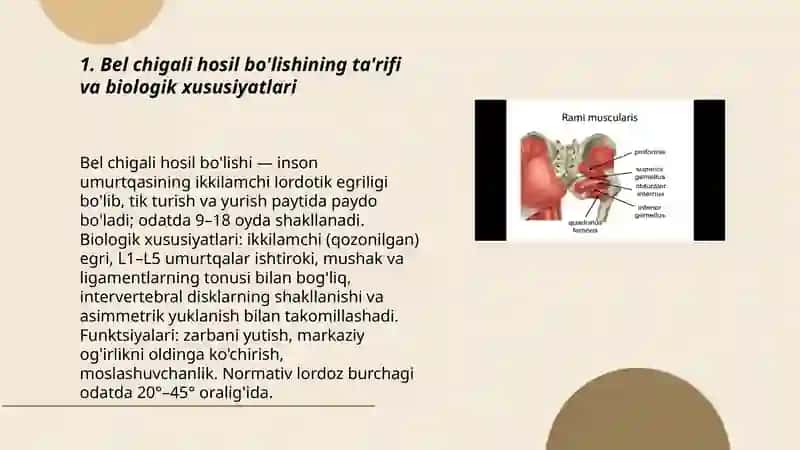 Bel chigali hosil bo'lishi 3