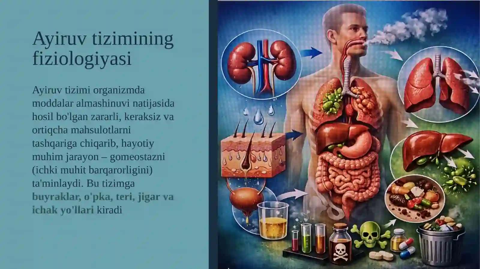 Ayiruv tizimi fiziologiyasi 3