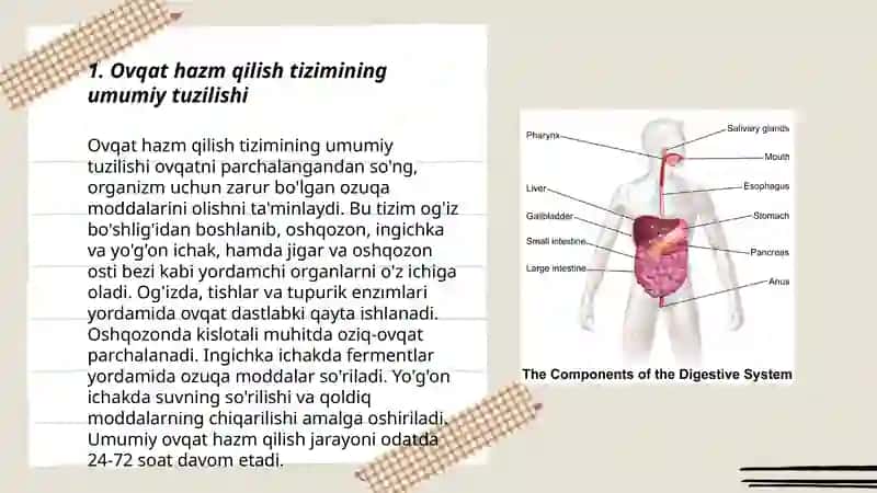 Ovqat hazm qilish tuzilishi 3