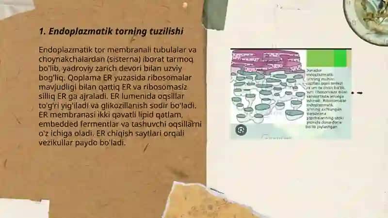 Endoplazmatik tor 3
