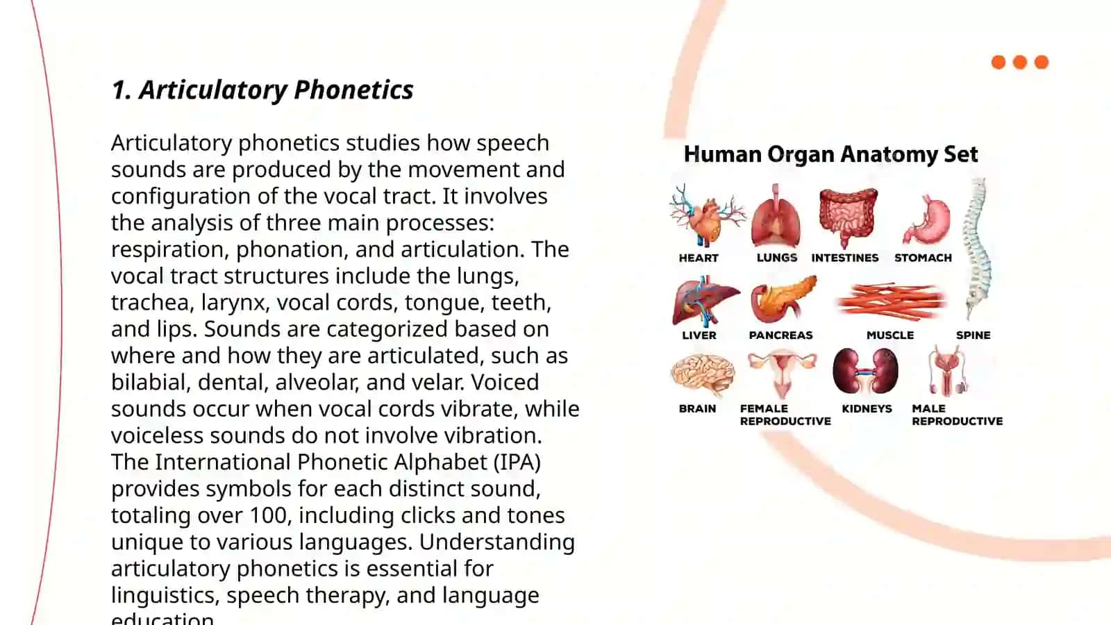 Speech Organs and Their Functions 3