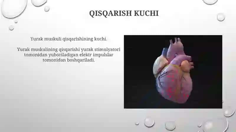 Yurak mushaklari tuzilishi 3