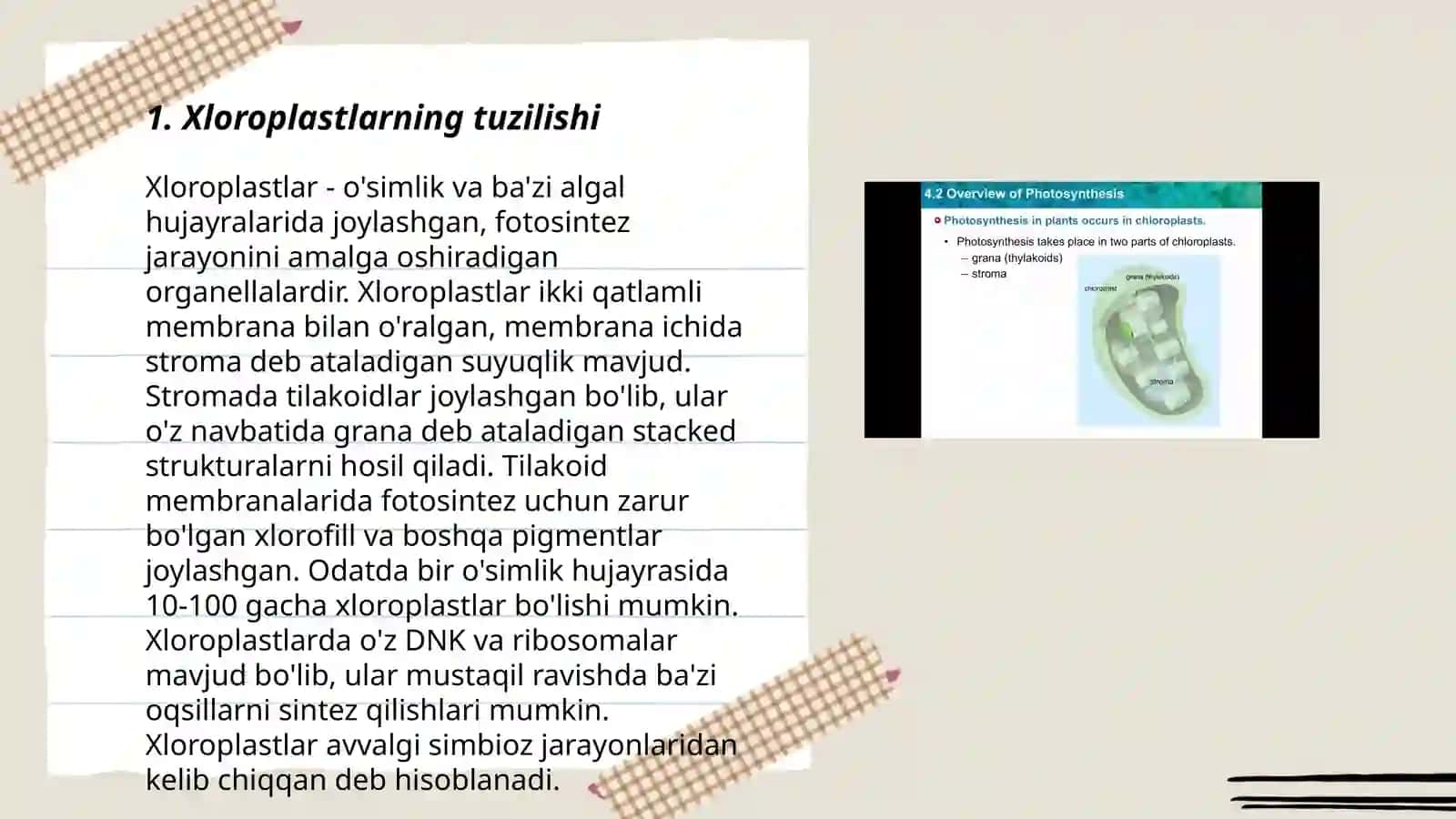 Xloroplastlarda fotosintez jarayonining kechishi 3
