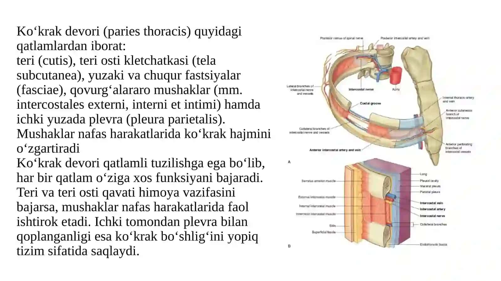 Ko‘krak sohasi ning klinika anatomiyasi 3
