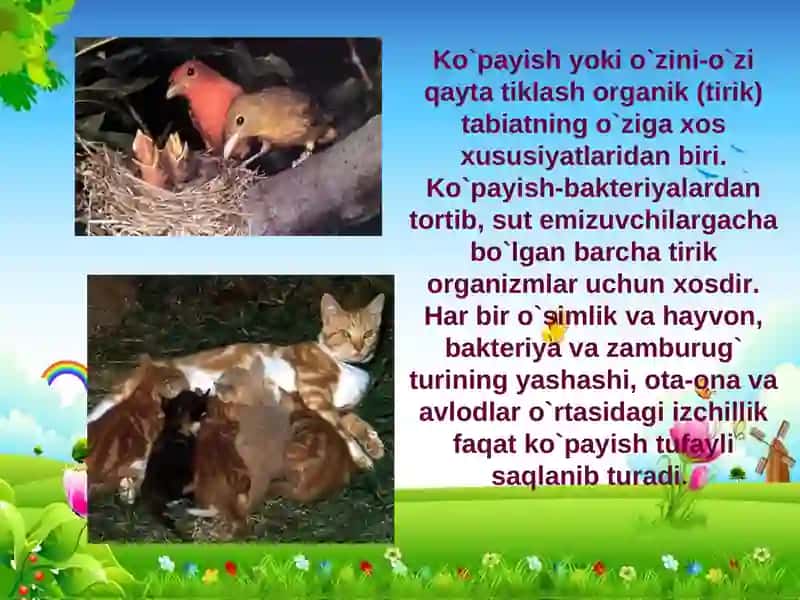 Ko’payish xillari 3