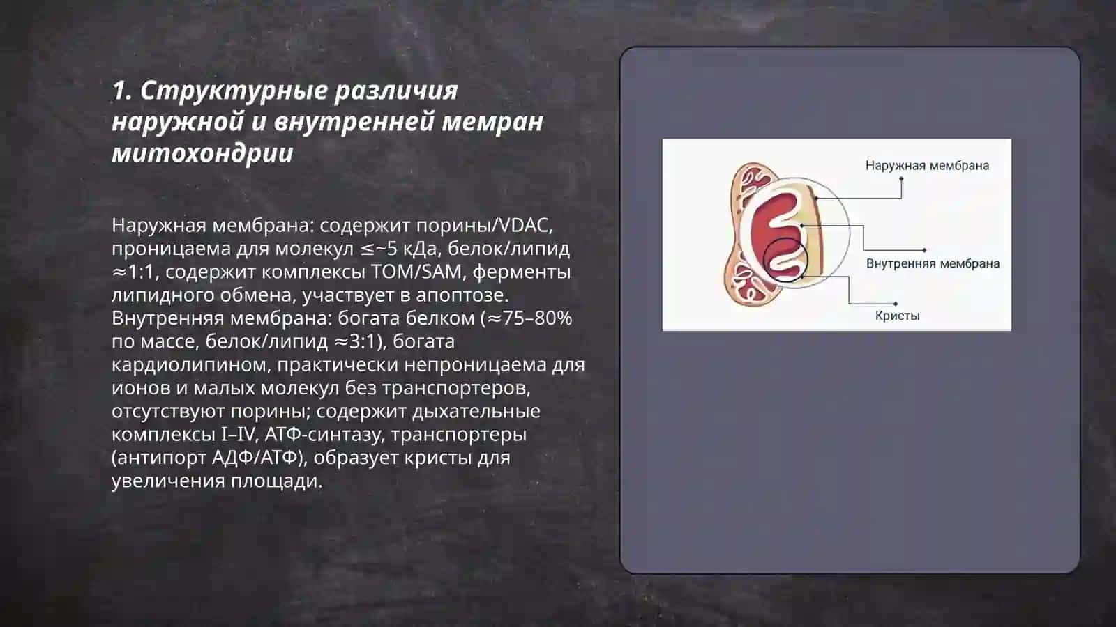 Строение мембран митохондрии 3