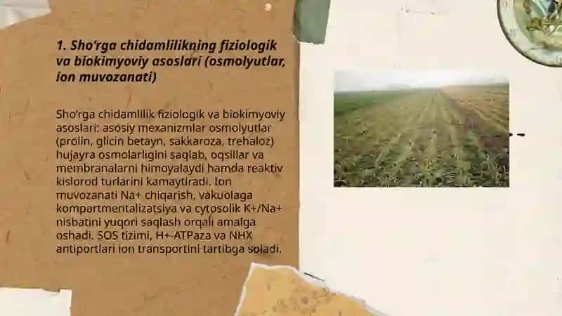 ekinlarning sho‘rga chidamliligini va chidamliligini oshirish yo‘llari 3
