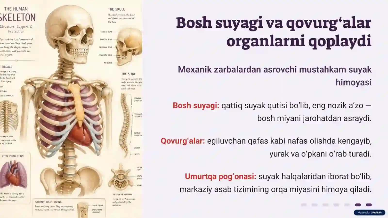 Tanamiz o‘zini qanday himoya qiladi 3