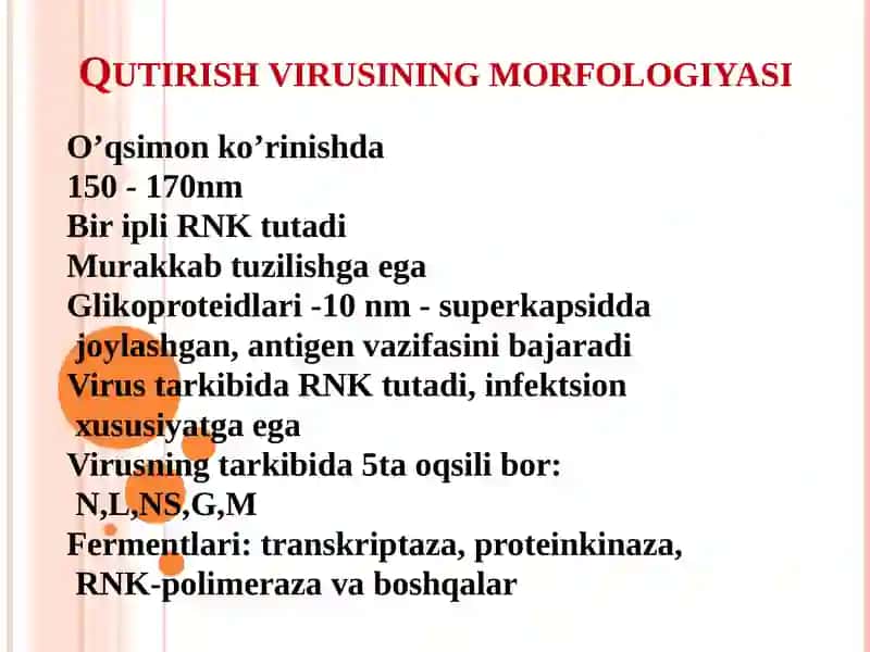 Rabdoviruslar 3