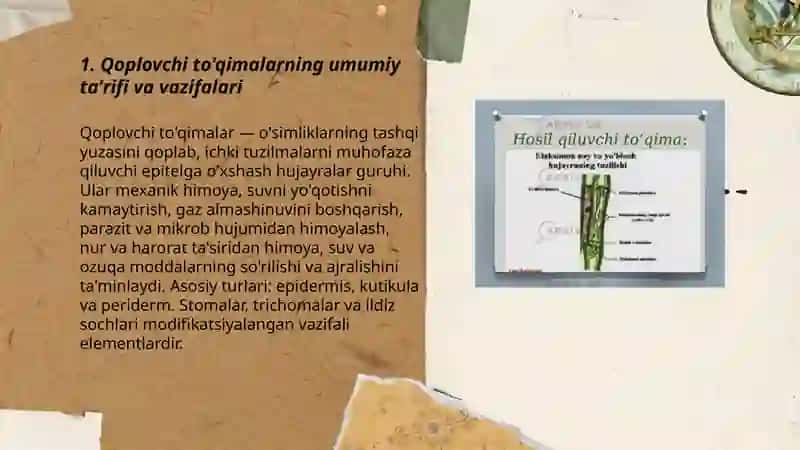 O'simlikning qoplovchi to'qimalari 3