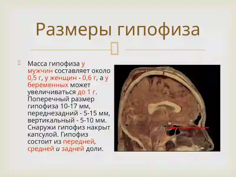 Гипофиз 3