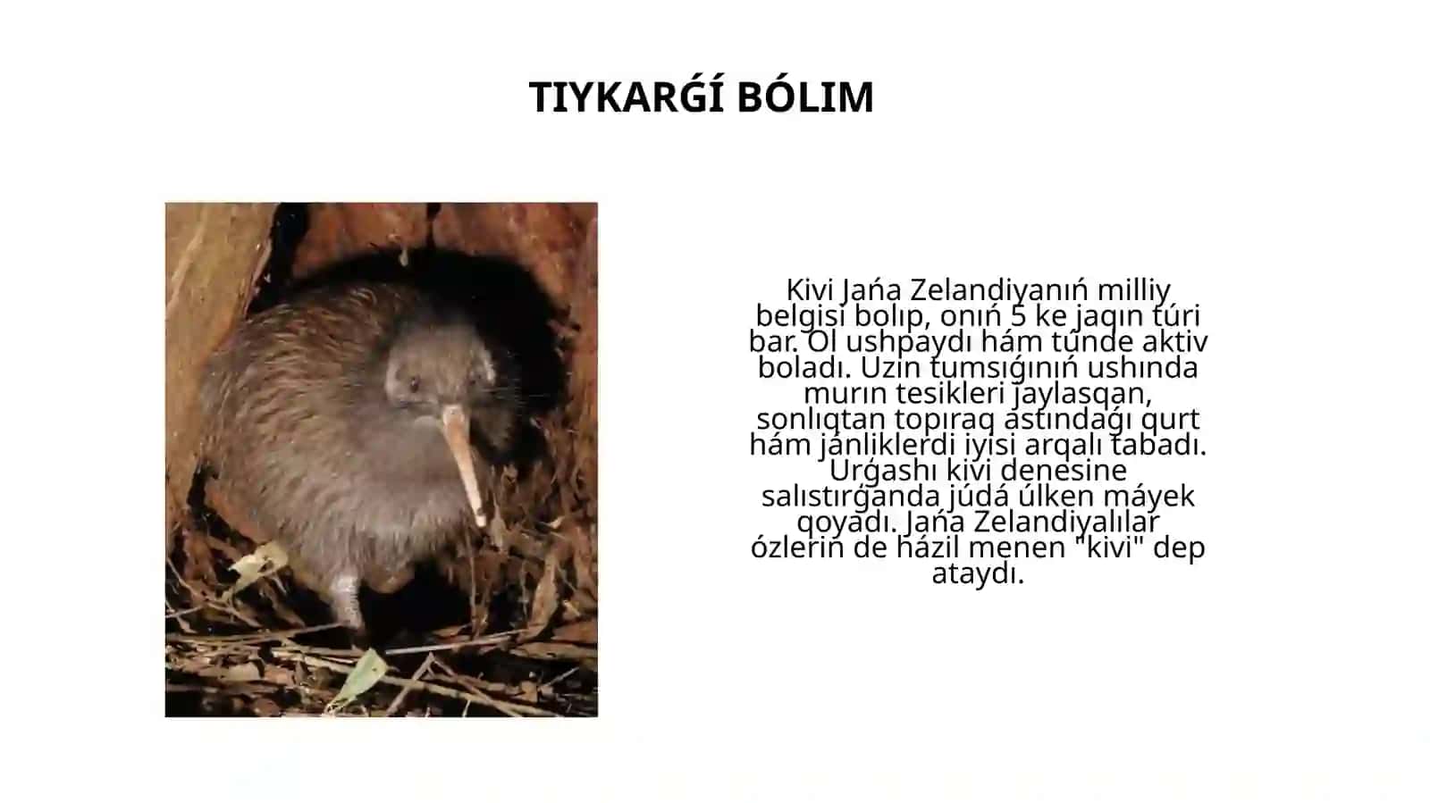 Jańa Zelandiya faunası 3