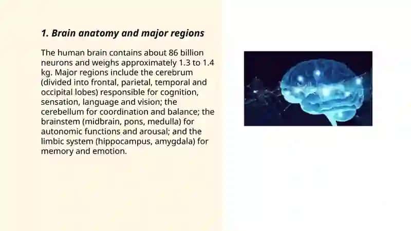 Your amazing brain 3