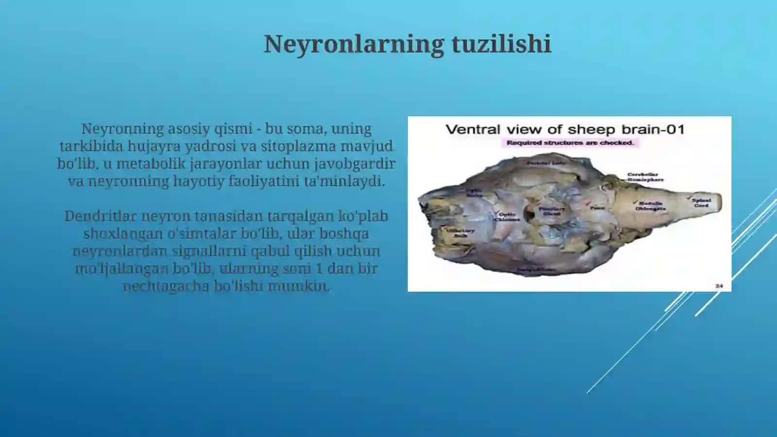 Neyron va neyrogiliya gistalogiyasi va vazifalari 3