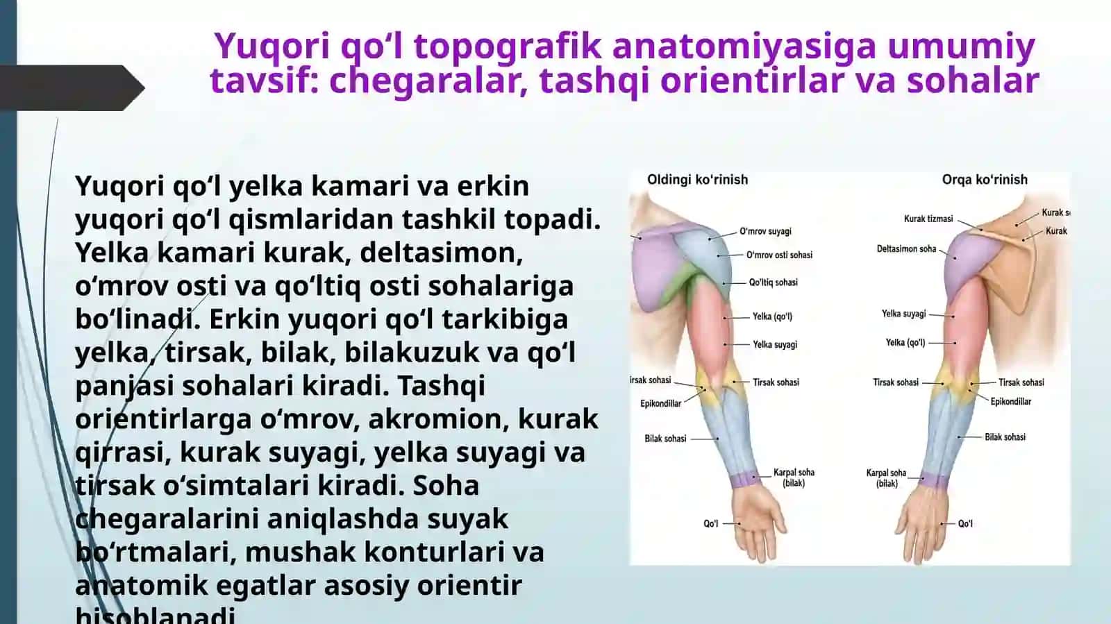 Yuqori qo‘l topografik anatomiyasi 3