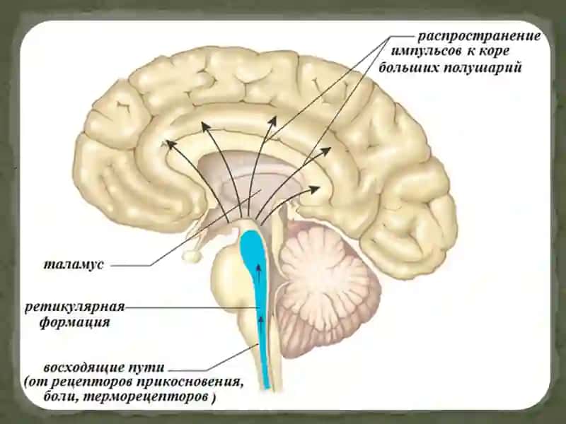 Oddiy refleks yoyi.Bosh va orqa miya o’tkazuvchi yo’llari,klinik ahamiyati. 3