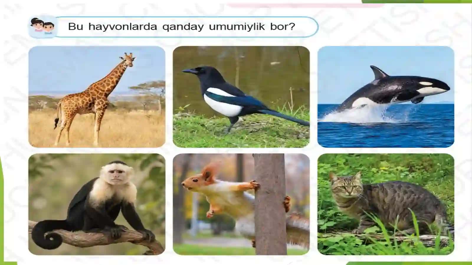 Hayvonlar 3