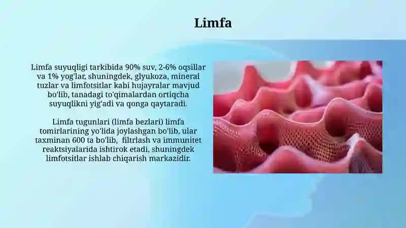 Limfa 3