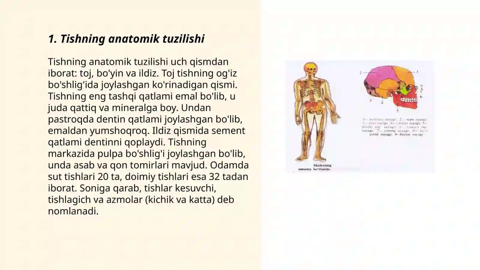Tish anatomiyasi 3