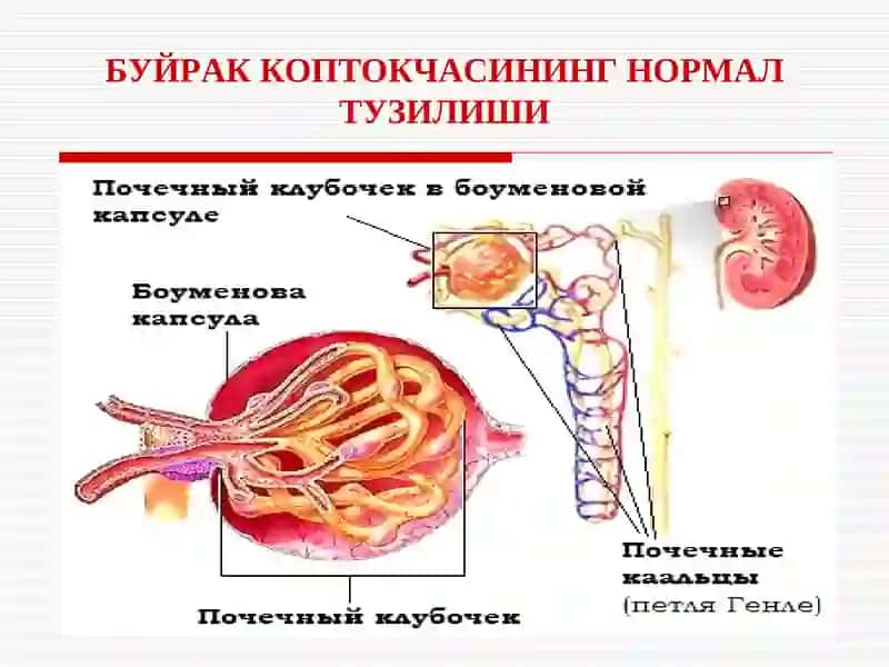 Гломерулонефритлар 3