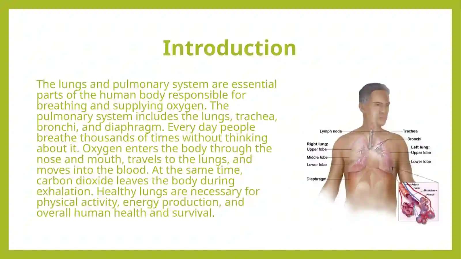 Lungs and a pulmonary system 3
